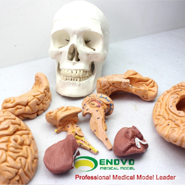 SKULL01 (12326) медицинские науки Съемный мозг человека череп анатомические модели образования 